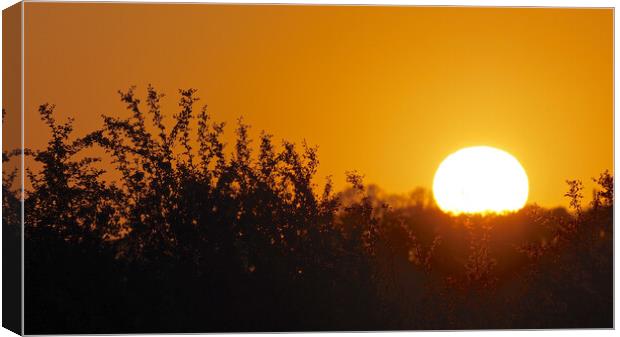 Golden Sunset through trees Canvas Print by mark humpage