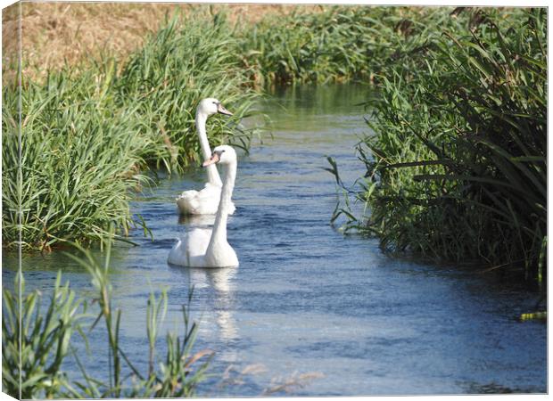 Swans swimming in river, Norfolk Canvas Print by mark humpage