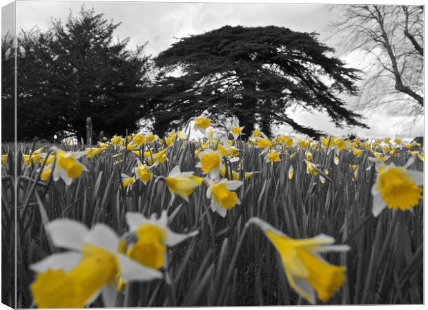 Daffodils in spring Canvas Print by mark humpage