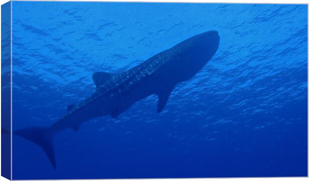 Whale shark underwater Canvas Print by mark humpage