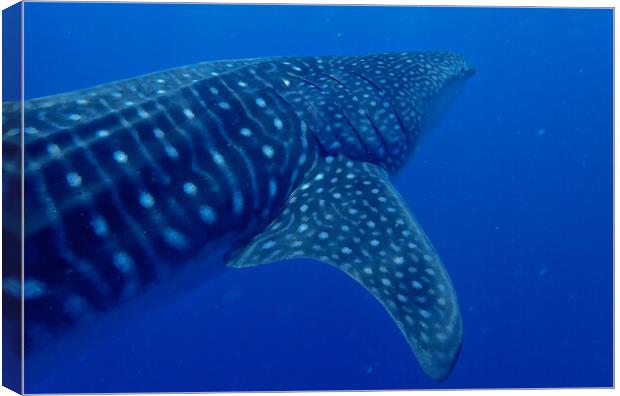 Whale shark close  Canvas Print by mark humpage