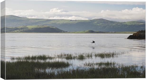 North Wales coast with heron flying over water Canvas Print by mark humpage