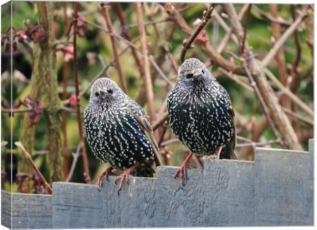 Starlings sitting on fence Canvas Print by mark humpage