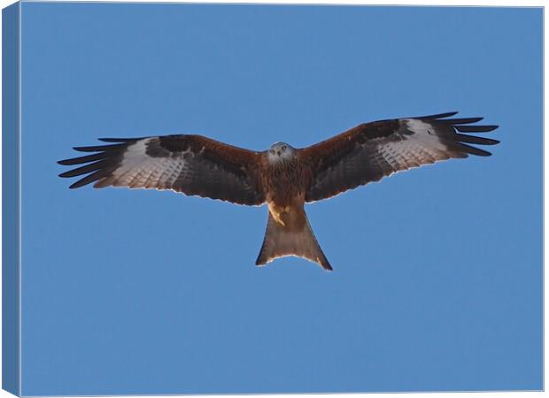Red Kite flying Canvas Print by mark humpage