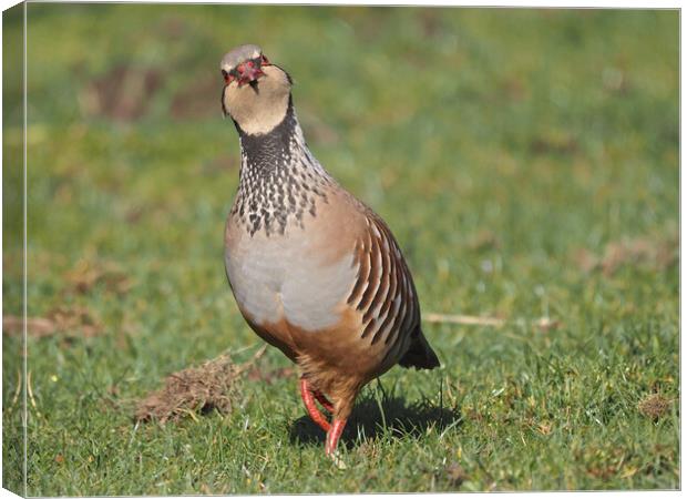 Partridge bird walking on grass Canvas Print by mark humpage