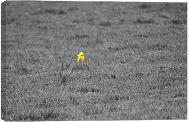 Single daffodil alone in grass field Canvas Print by mark humpage