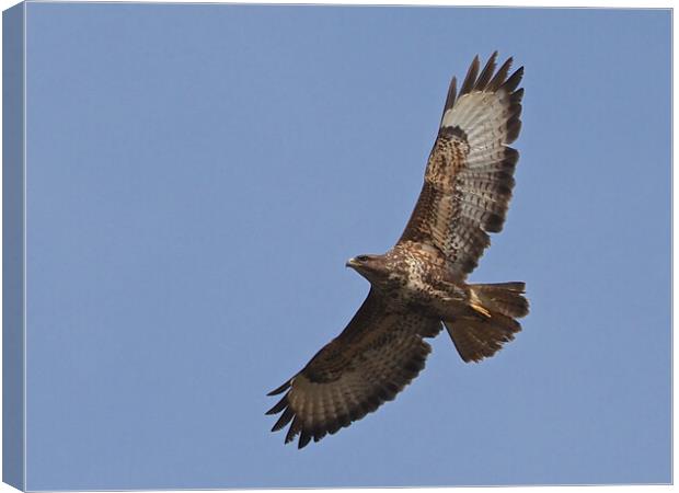 Buzzard flying Canvas Print by mark humpage