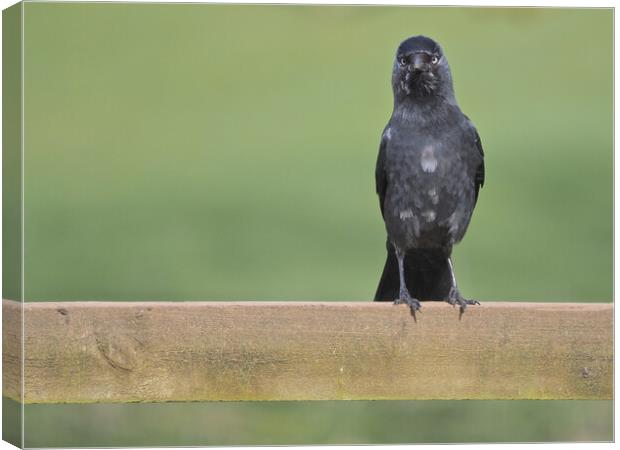 Jackdaw standing on fence Canvas Print by mark humpage