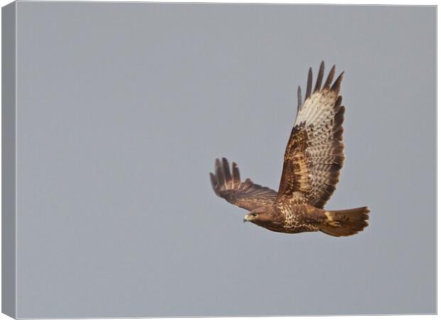 Buzzard flying Canvas Print by mark humpage