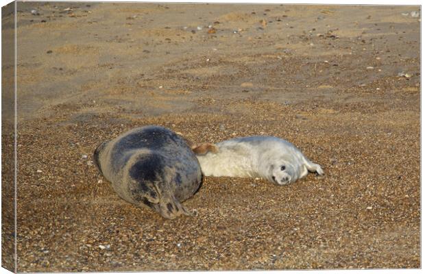 Seals on Horsey Beach, Norfolk Canvas Print by mark humpage