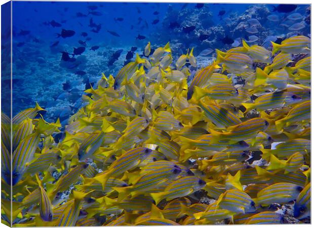 Yellow fish underwater diving in Maldives Canvas Print by mark humpage
