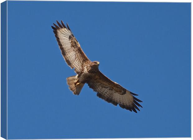 Buzzard flying in clear blue sky Canvas Print by mark humpage