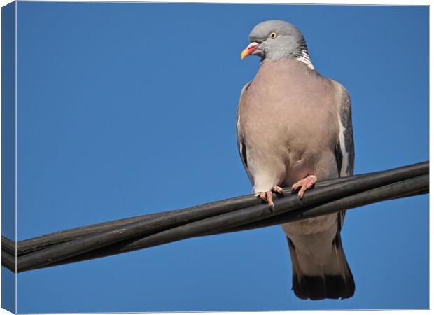 Wood pigeon standing on wire in sky Canvas Print by mark humpage