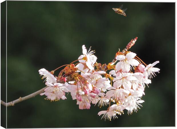 Tree in blossom with bee hovering Canvas Print by mark humpage