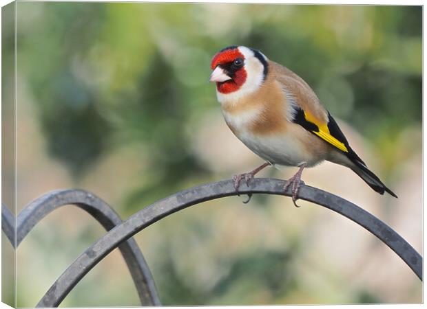Goldfinch standing on bird feeder Canvas Print by mark humpage