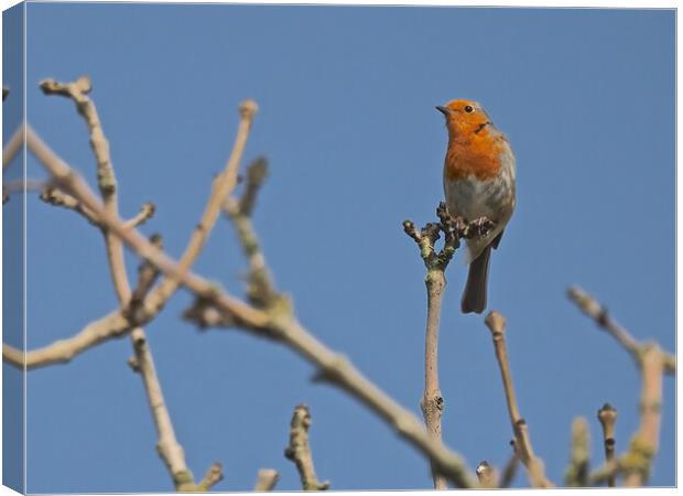 Robin perched on a tree branch Canvas Print by mark humpage