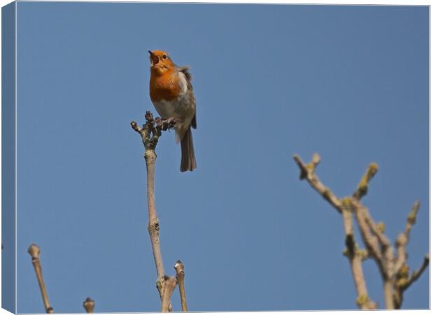 Robin perched on a tree branch singing Canvas Print by mark humpage