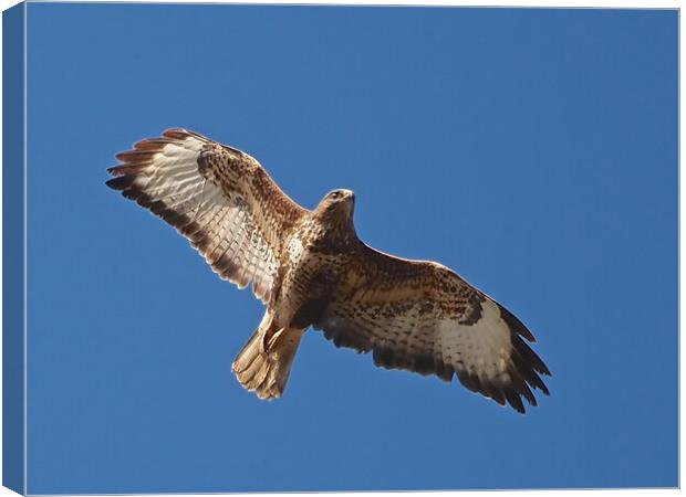 Buzzard flying in sky Canvas Print by mark humpage