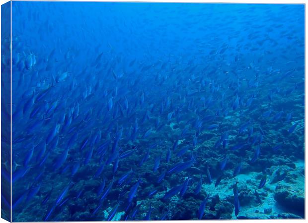 School of fish underwater in Maldives Canvas Print by mark humpage