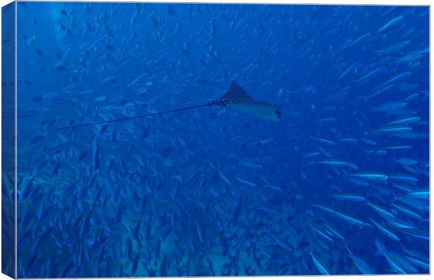 Fish and Eagle Ray underwater in Maldives Canvas Print by mark humpage