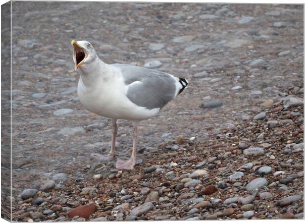 Seagull calling on a rocky beach in Brixham Canvas Print by mark humpage