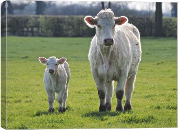 Cow and calf standing in a green field Canvas Print by mark humpage