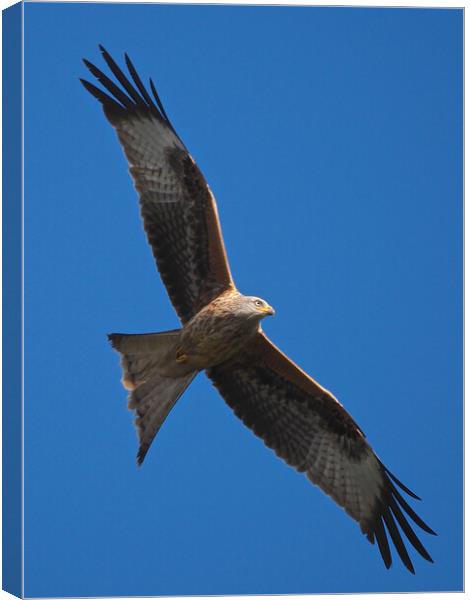 Red Kite close up flying in blue sky Canvas Print by mark humpage