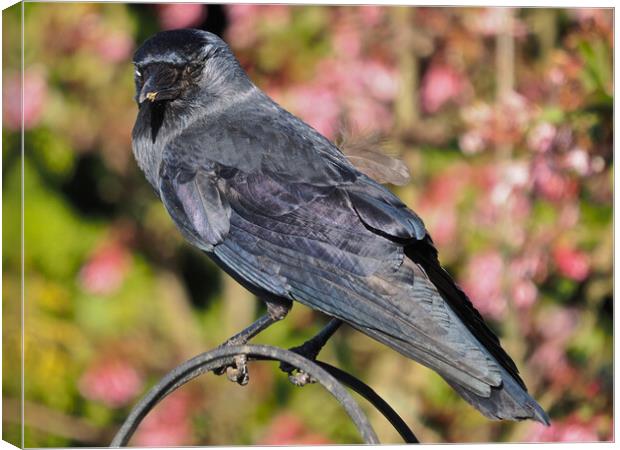 Jackdaw standing on bird feeder Canvas Print by mark humpage