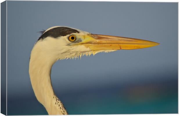 Close up of heron head in Maldives Canvas Print by mark humpage