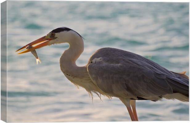 Heron with fish in mouth in Maldives Canvas Print by mark humpage