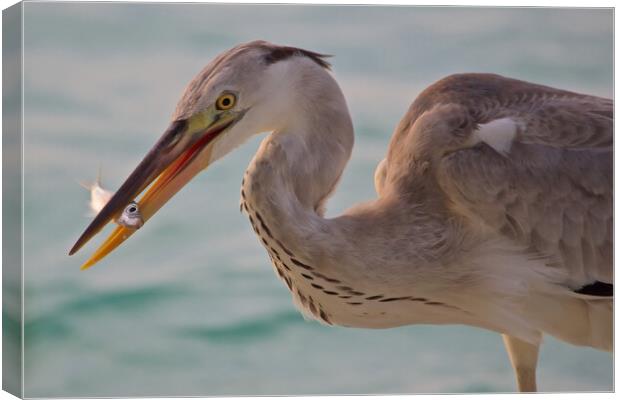 Heron next to water with fish in beak in Maldives Canvas Print by mark humpage