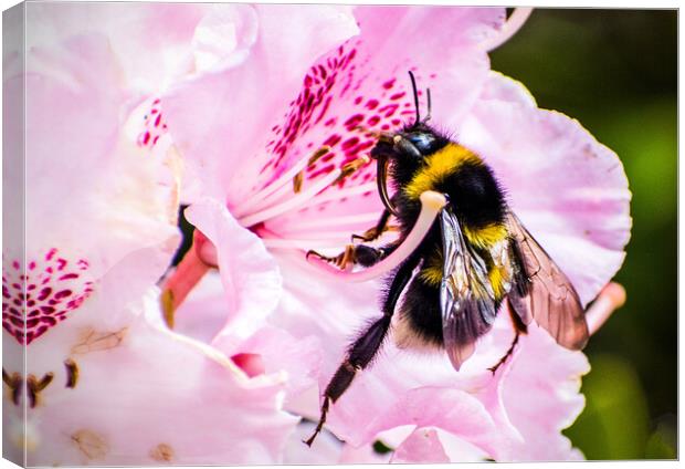 Bumblebee on Rhododendron flower. Canvas Print by Peter Jarvis