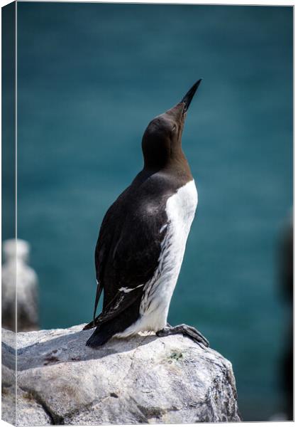 Guillemot on the Farne Islands, Northumberland, UK. Canvas Print by Peter Jarvis