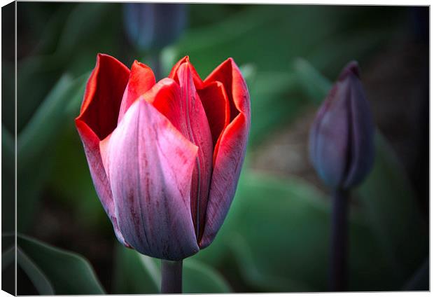Tulip Canvas Print by Peter Jarvis