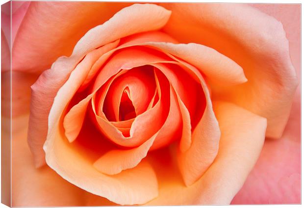 Rose Canvas Print by Peter Jarvis