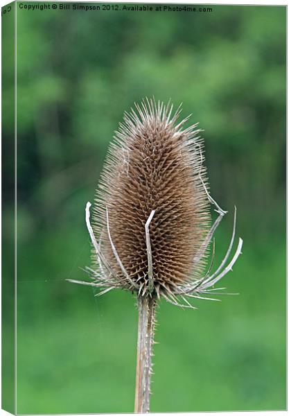 Thistle Seed Head Canvas Print by Bill Simpson