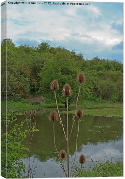 Thistle Seed Heads over Water Canvas Print by Bill Simpson