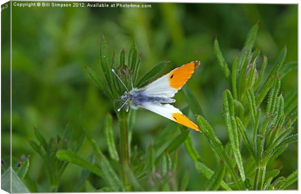 Orange Tip Butterfly Canvas Print by Bill Simpson
