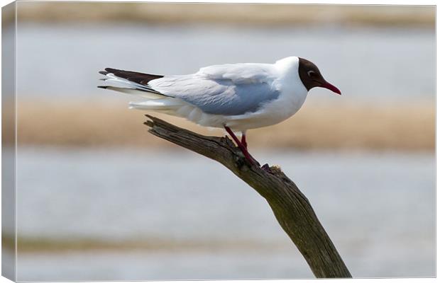 Black Headed Gull Perched on Branch Canvas Print by Bill Simpson
