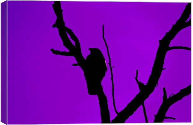 Crow silhouette against Purple Sky Canvas Print by Bill Simpson