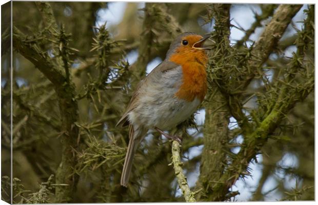 Robin Singing in the Trees Canvas Print by Bill Simpson