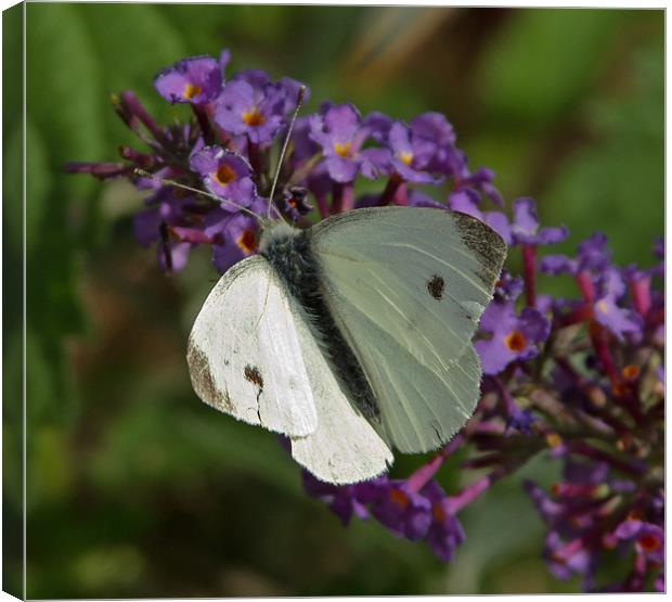 Large White Butterfly Canvas Print by Bill Simpson