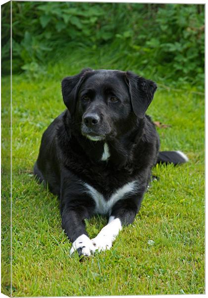 Pepsi the Cross Labrador Collie Canvas Print by Bill Simpson