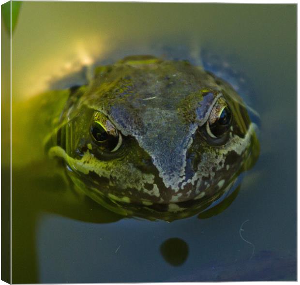 Common Toad Canvas Print by Bill Simpson