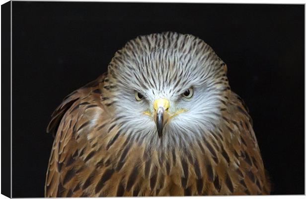 Red Kite Portrait Canvas Print by Bill Simpson