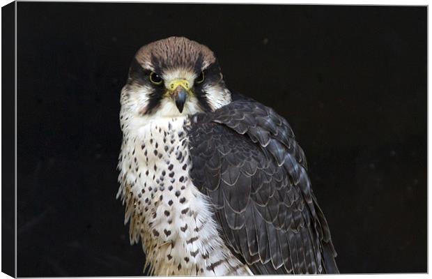 Lanner Falcon #1 Canvas Print by Bill Simpson