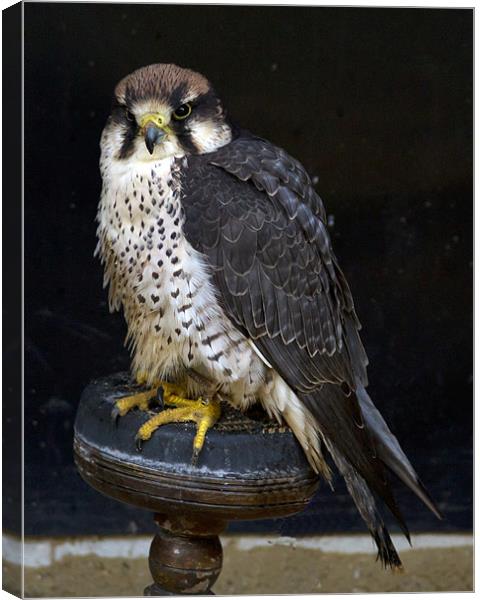 Lanner Falcon #2 Canvas Print by Bill Simpson
