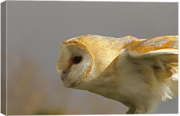 Barn Owl Profile #2 Canvas Print by Bill Simpson