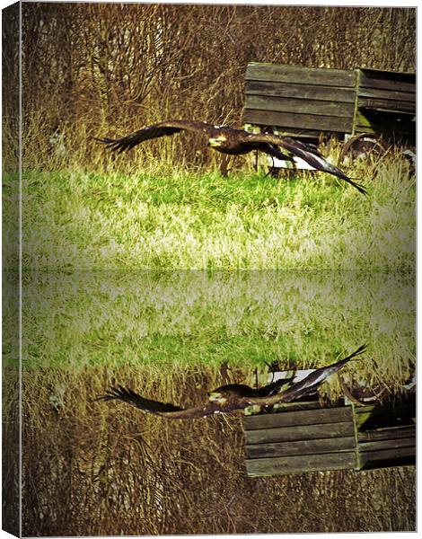 Golden Eagle Reflections Canvas Print by Bill Simpson