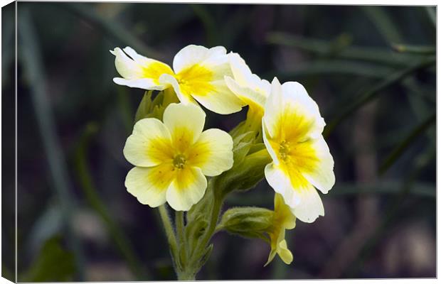 Yellow and White Primula Canvas Print by Bill Simpson